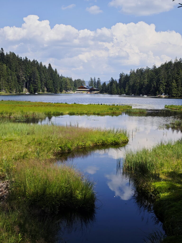 schöne Landschaften Deutschland: Der Große Arbersee mit seinen Schwingrasen